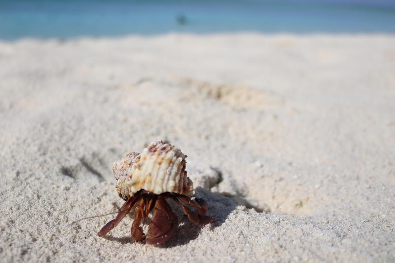 Vevu Villa Fenfushi Kültér fotó